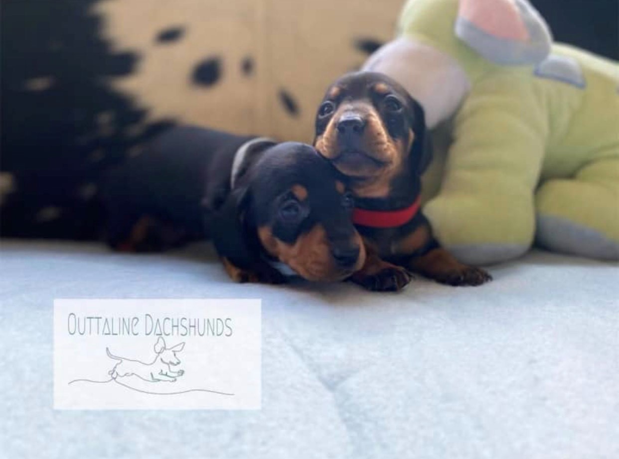 Black & Tan Miniature Dachshund Puppies