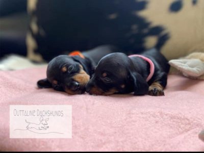 Black & Tan Miniature Dachshund Puppies