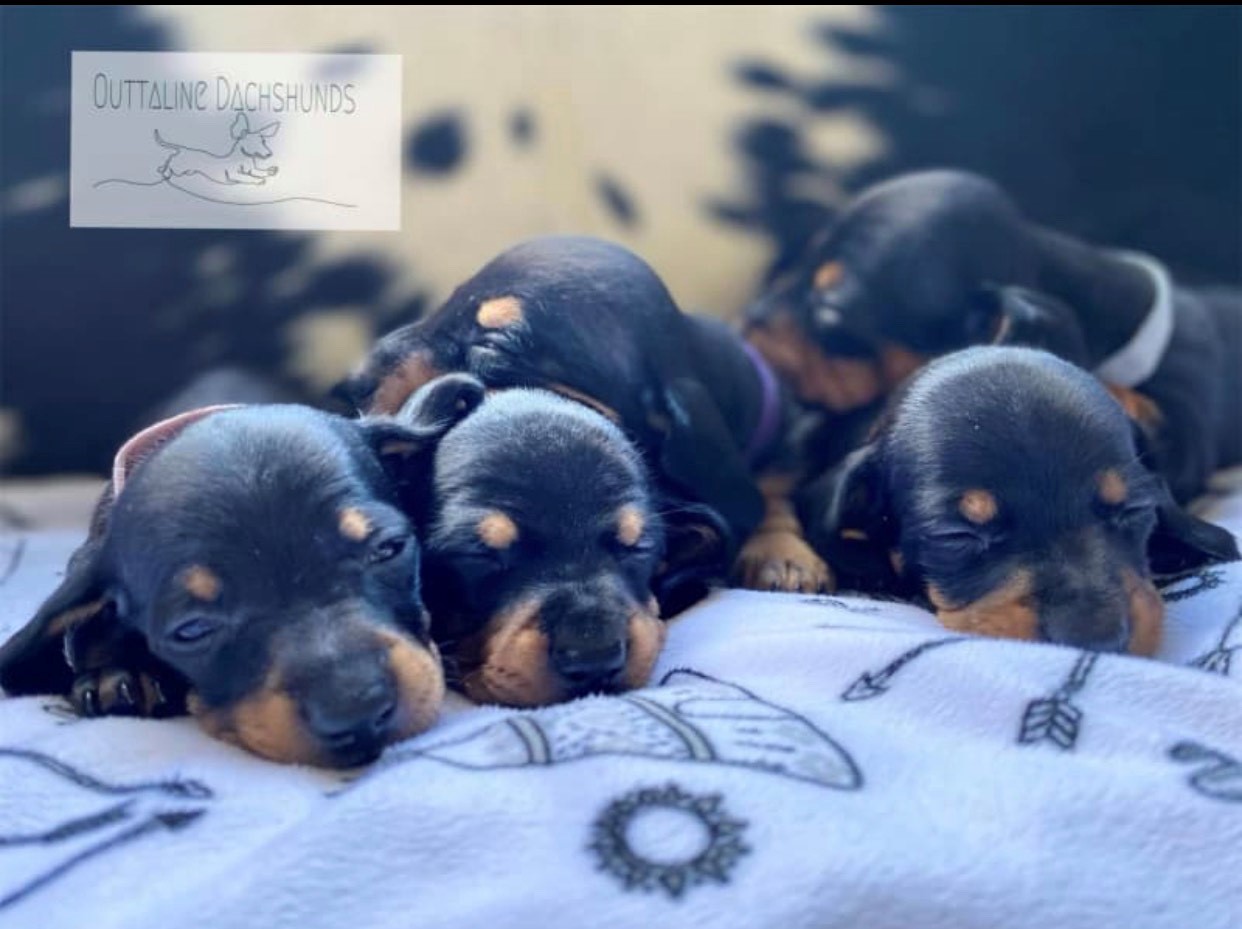 Black & Tan Miniature Dachshund Puppies
