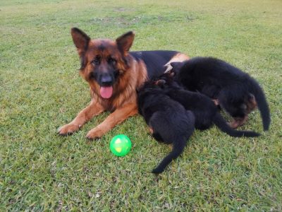 Purebred German Shepherd puppies
