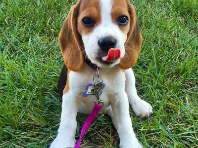 Pure bred beagle puppies