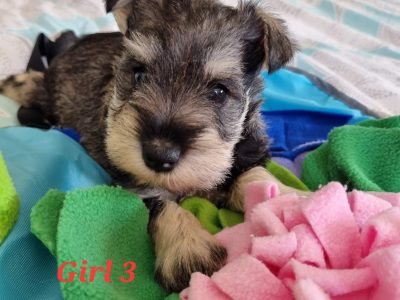Purebred Miniature schnauzer