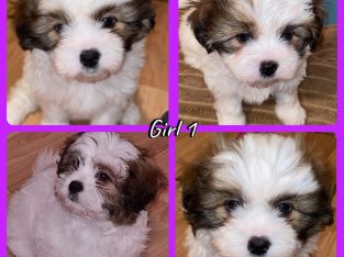 3 Tri colour maltese Shitzu puppies