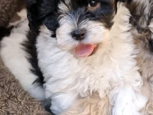 Moodle puppy (Maltese x Toy Poodle) Girl