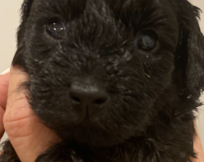 Very Cute and playful Black Toy Cavoodles