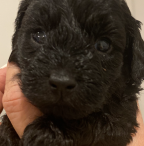 Very Cute and playful Black Toy Cavoodles