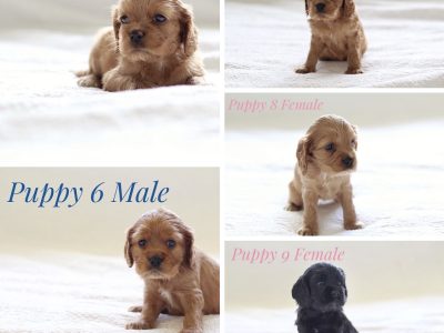 Cocker Spaniel/Cockalier