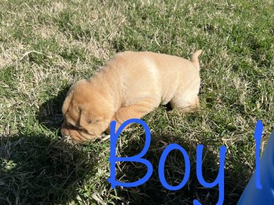 Sharpei / roly poly puppies