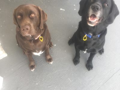 Springador Puppies (Labrador X Springer Spaniel)