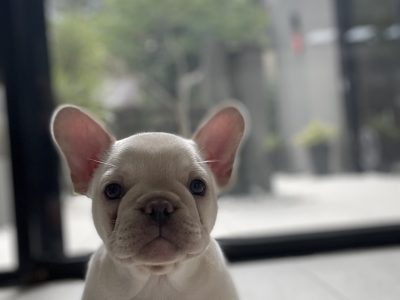 French bulldog pup – BOY last one !! 💙