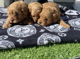 Toy Cavoodle Puppy’s for Sale