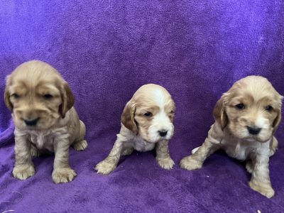 Purebred Cocker Spaniel Puppies