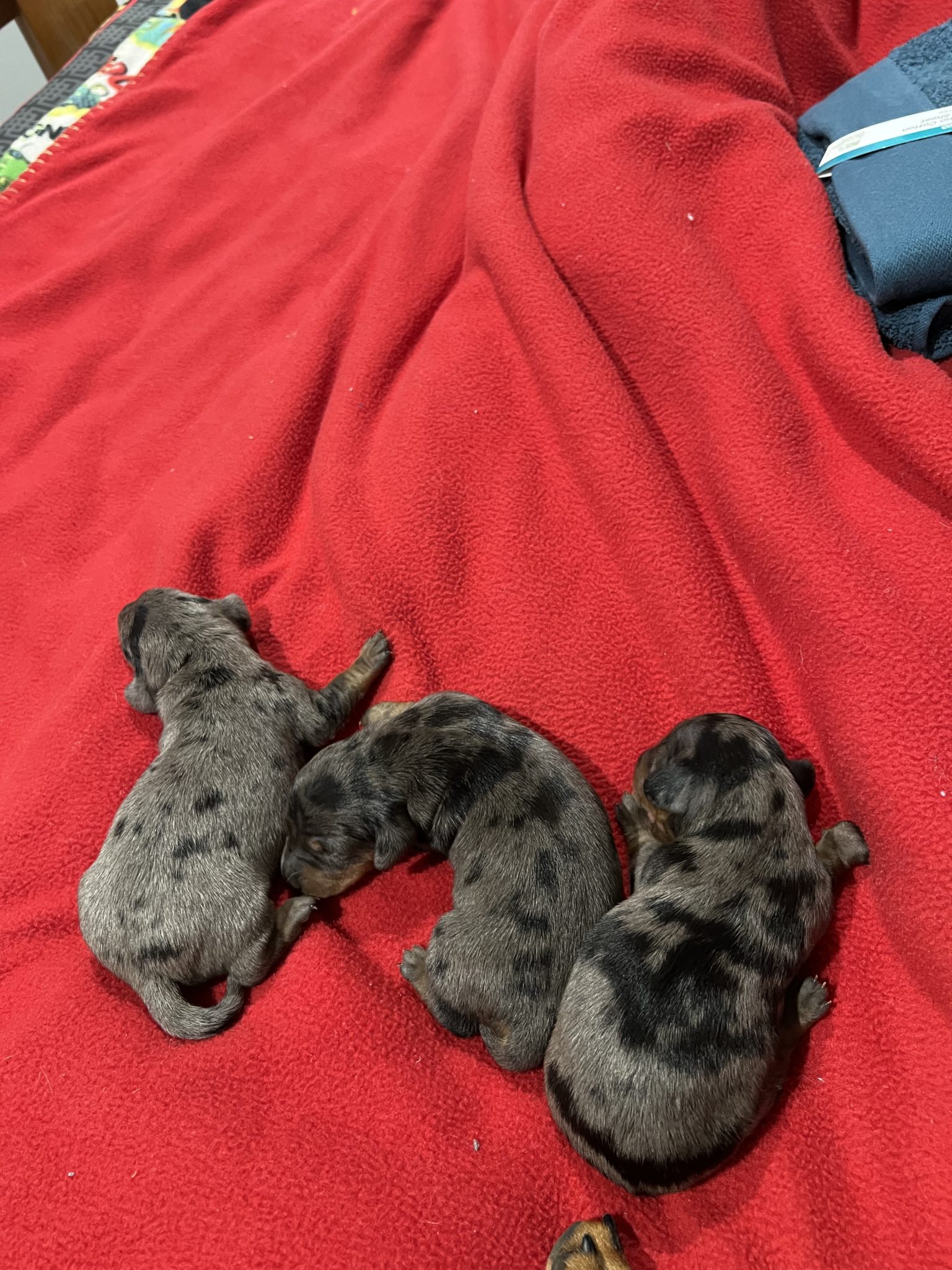 Mini Dachshund Puppies READY 22.10.22