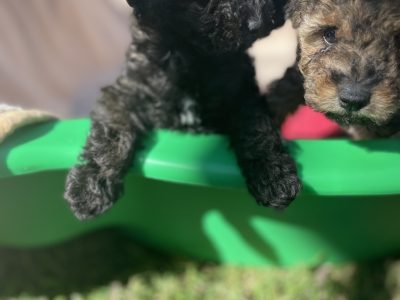 3 absolutely beautiful Mini poodle babies