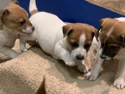 Jack russell x mini foxy pups