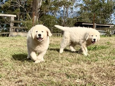 Maremma pups from exceptional working lines