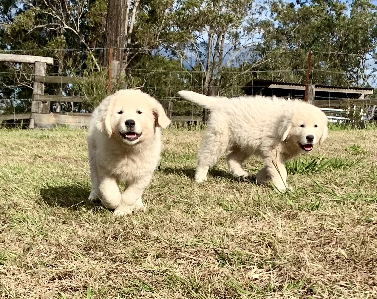 Maremma pups from exceptional working lines