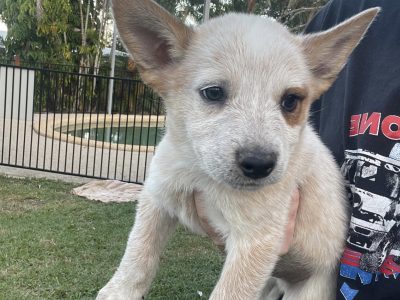 Red & Blue Cattle dog Pups for sale