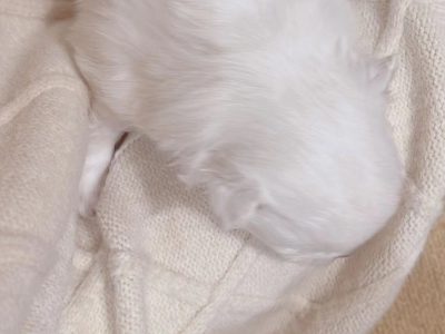 japanese spitz puppy