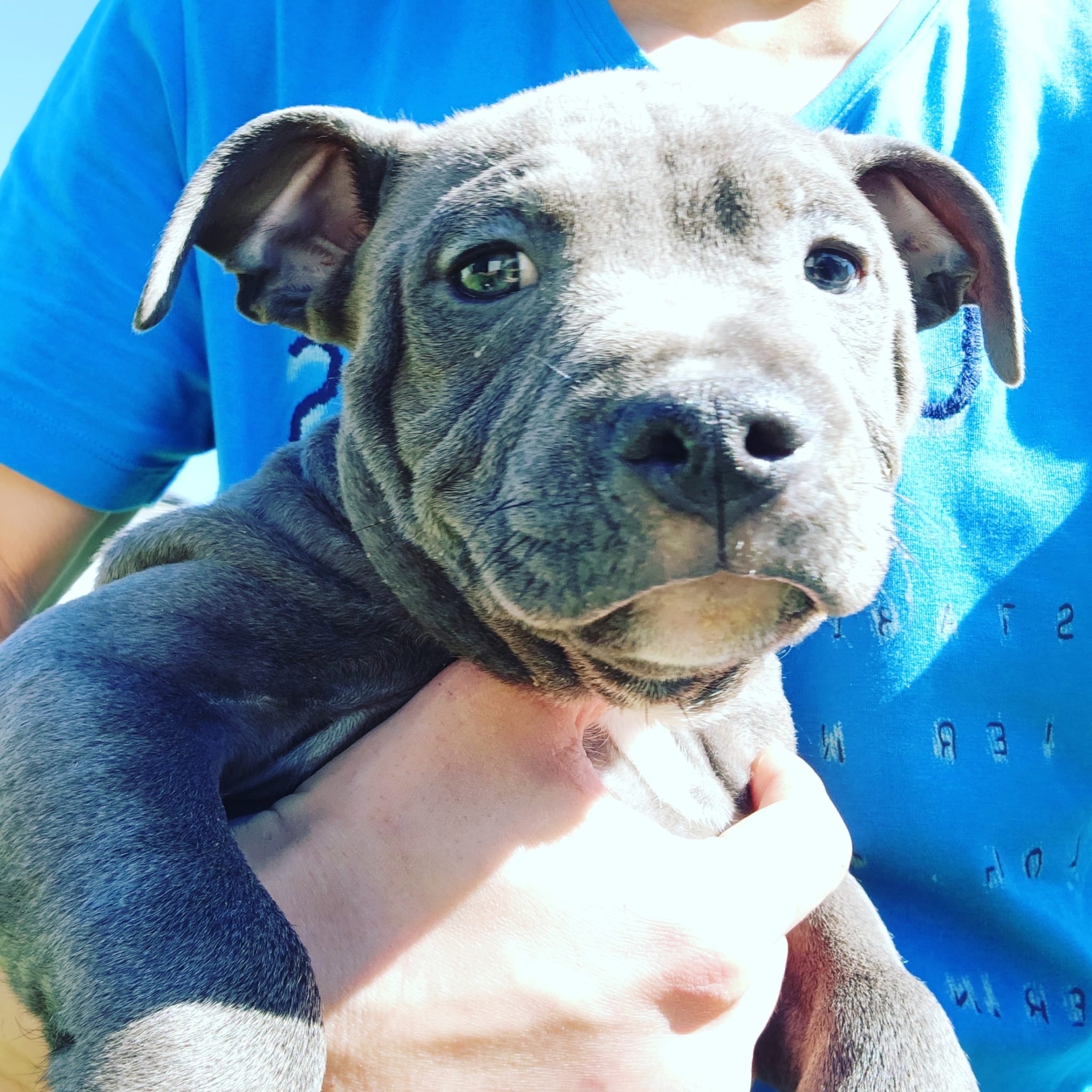 American Staffy x English Staffy puppies for sale