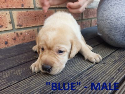 Labrador Retriever Puppies (purebred)