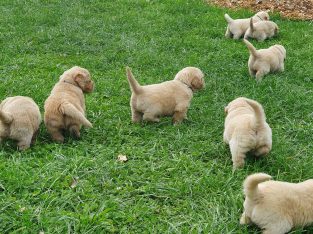 gorgeous golden retriever pups