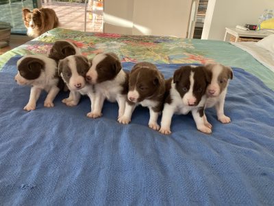 Chocolate Border Collie Puppies