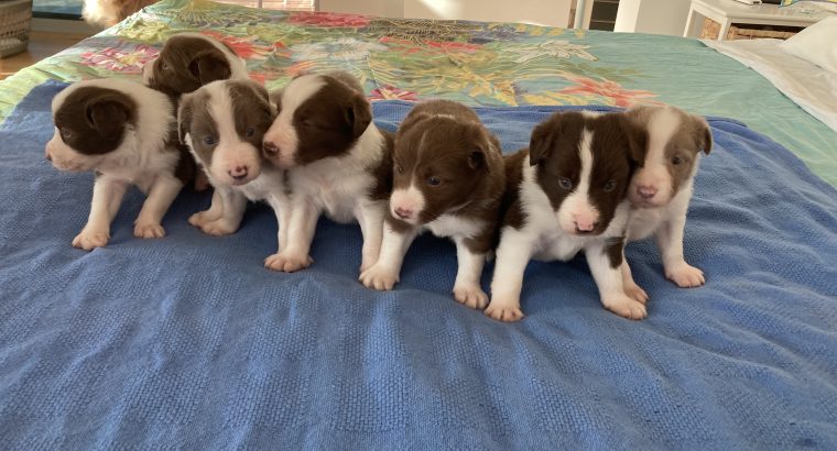 Curated visual reference: Border Collie Chocolate Toxicity Prevention Reference: Chocolate Border Collie Puppies