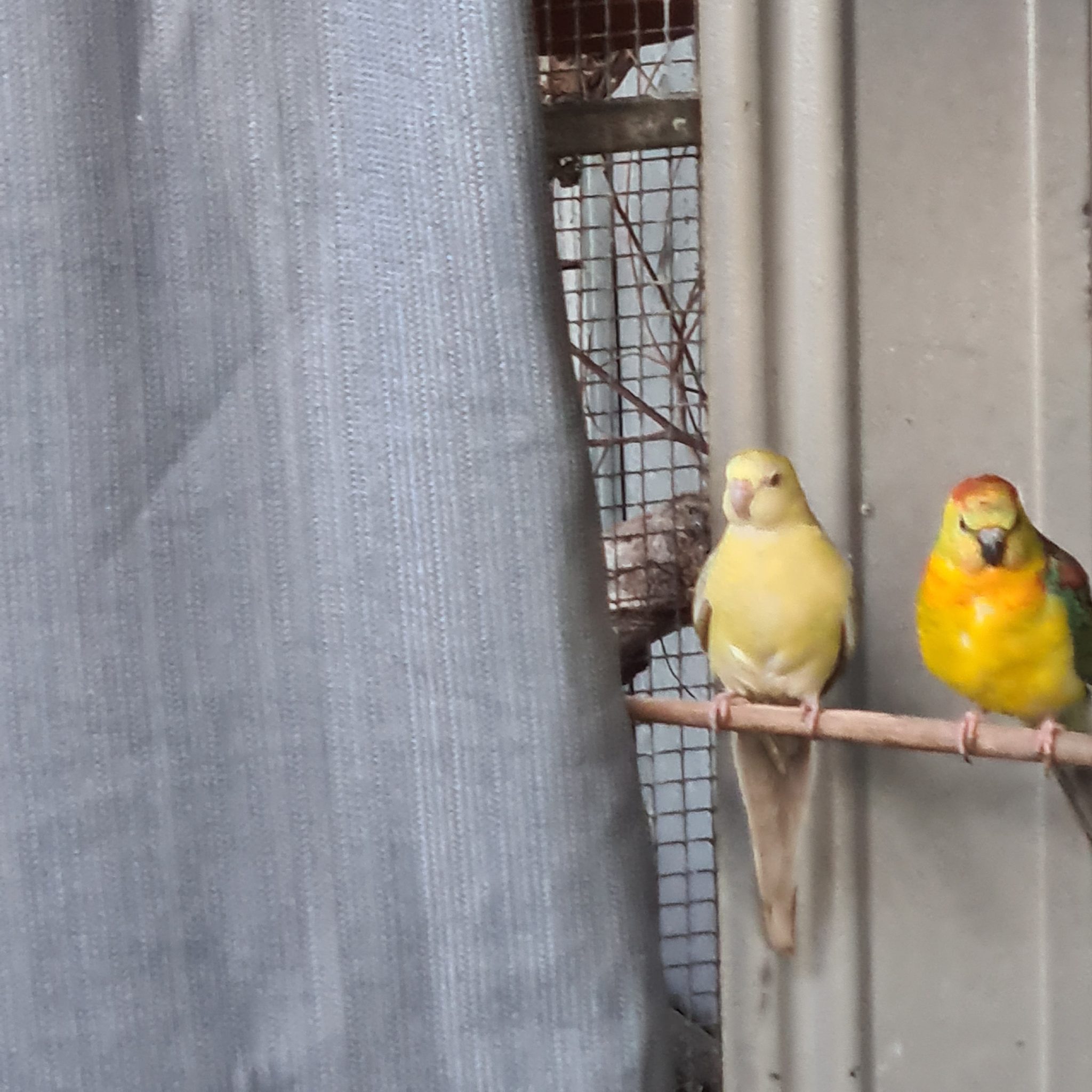 Red rump parrots for sale