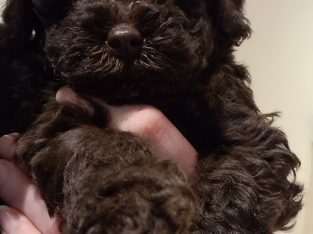 Purebred Miniature/Toy Poodles