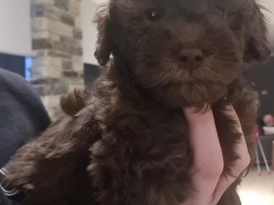 Purebred Miniature/Toy Poodles