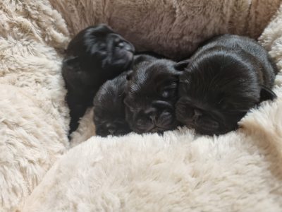 Puppy pugs