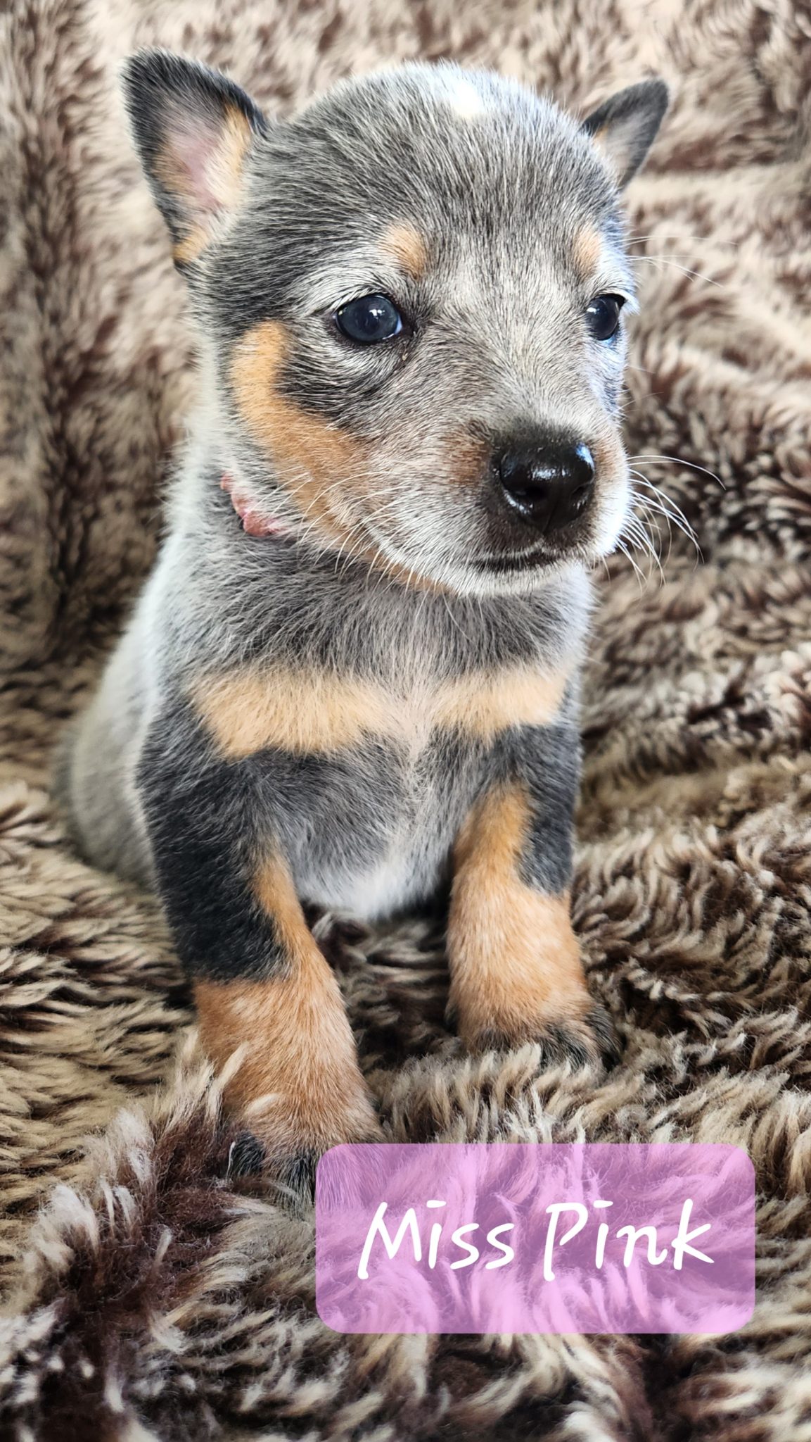 Blue cattle dog puppies