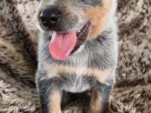 Blue cattle dog puppies