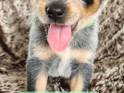 Blue cattle dog puppies
