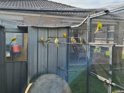 Red rump parrots for sale