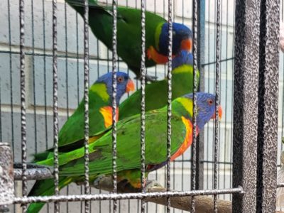 Rainbow 🌈 lorry pair 2