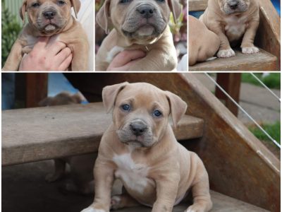 Pocket American Bully Pups