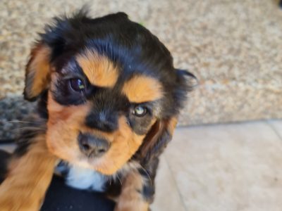 Female Cavalier King Charles