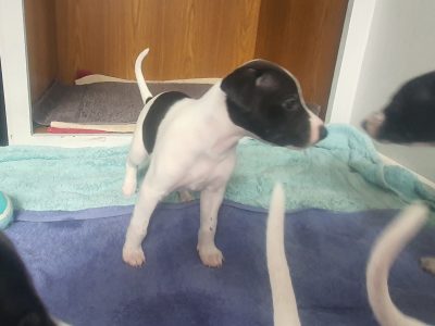 Whippet puppies