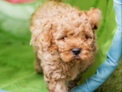 ONLY 3 out of 7 LEFT!! 1 Girl and 2 Boys! BE QUICK