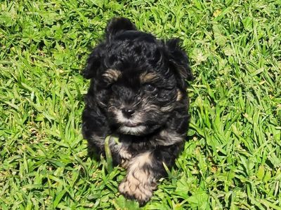 Adorable Quality – F1 – Moodle Boys – Black & Tan