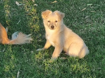 Chihuahua x mini foxy