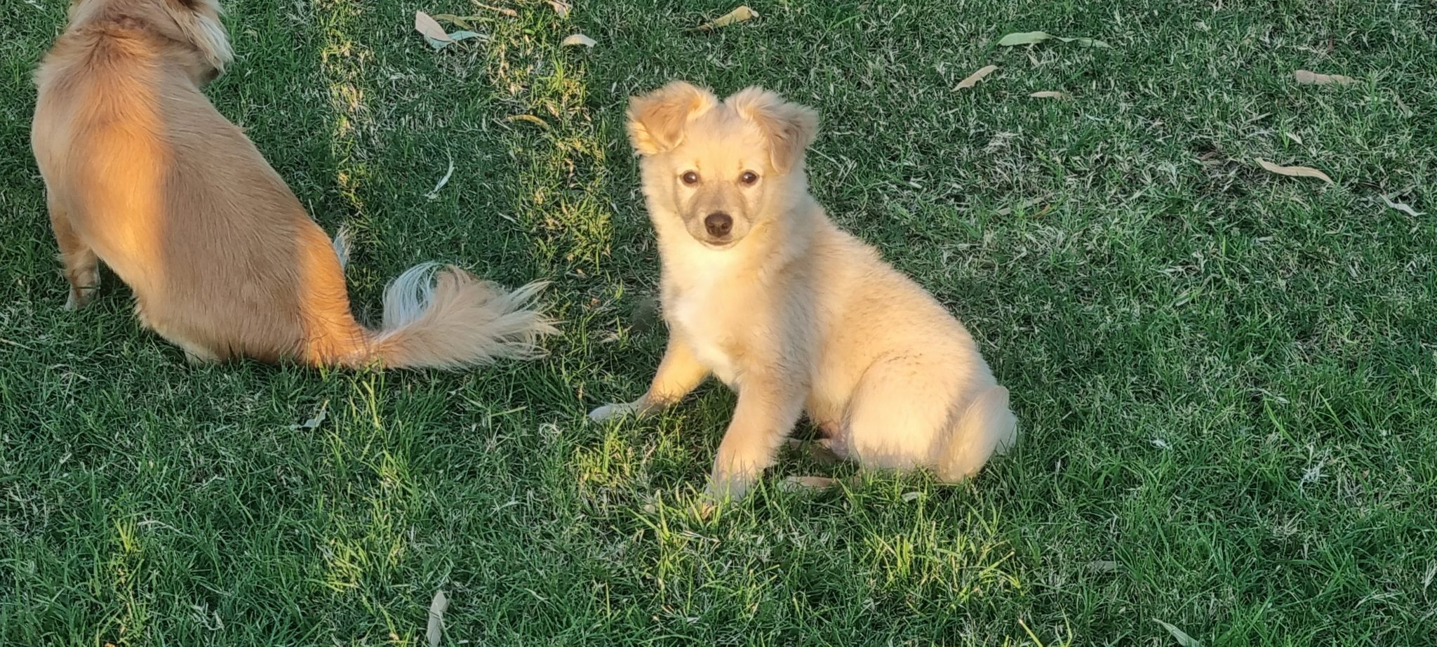 Chihuahua x mini foxy
