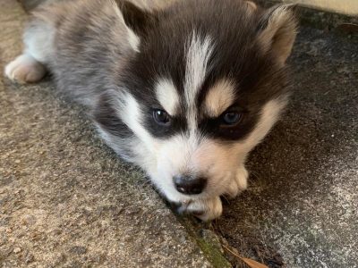 Purebred Siberian Husky Puppies for sale.
