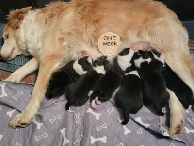 Pure-bred Border collie puppy
