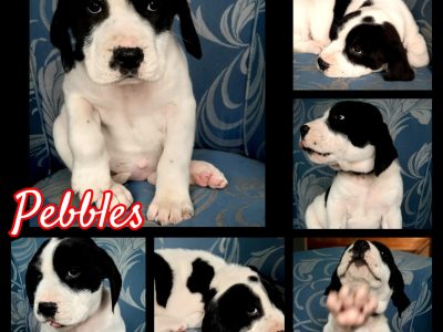 English Springer Spaniel x Bull Arab puppies