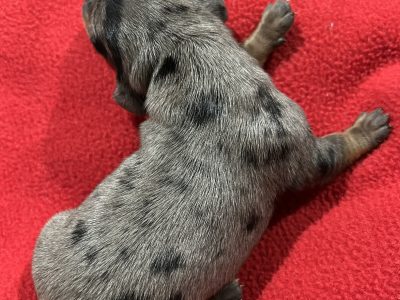Mini Dachshund Puppies READY 22.10.22
