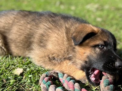 Beautiful Pedigree German Shepherd Puppies