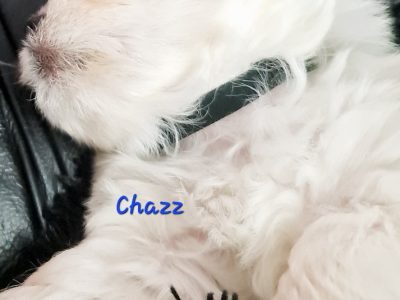 Maltese Responsible pet breeders Association eigh